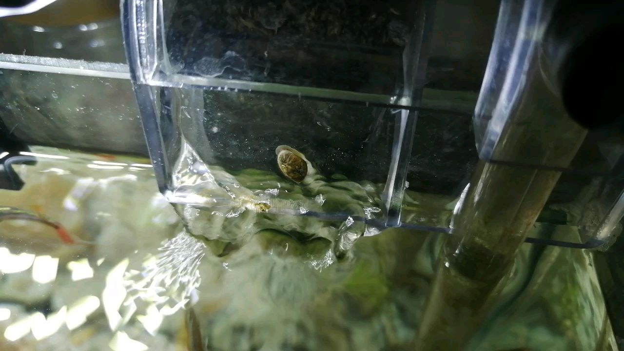 连蜗牛都有梦想,我们呢?